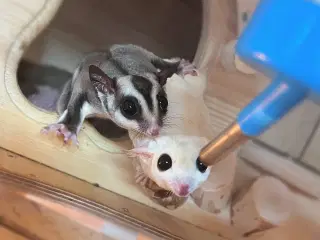Sugar glider flyvepungegern 