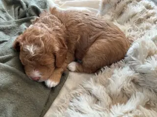 Vores 2 dværgpuddel har fået 3 hundehvalpe 