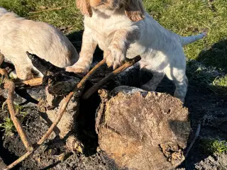 engelsk Cocker Spaniel