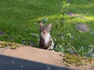 Katte killing