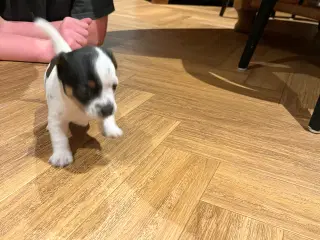 Jack Russell hvalpe