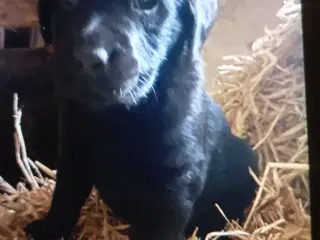 Ægte labradoren hvalpe