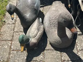 3 lokke ænder/gæs