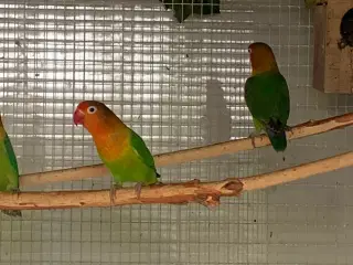 Dværg papegøjer