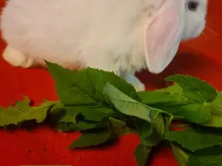 Kaninunger Mini Lop 