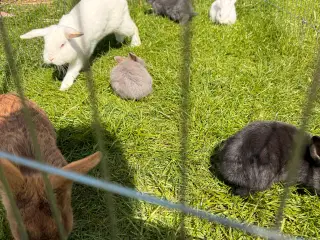 Små kaniner sælges 🐇🐇🐇