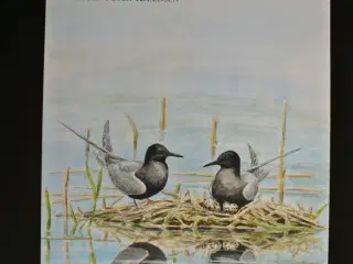 ynglefugle i vejlerne, Af jørgen peter kjeldsen, e