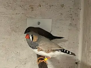 Mågefinker og Zebrafinker 