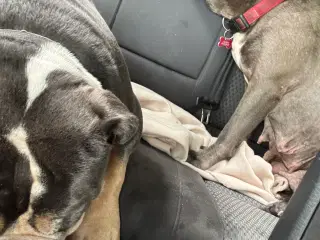 2 Old English Bulldog