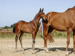 Trakehner Føl