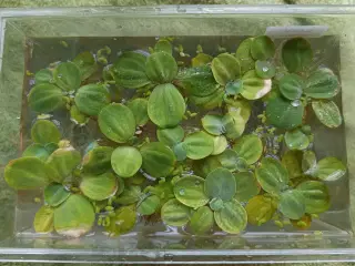 Vandplanter "andemad" til akvarie