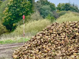 Roer, foderroer. Ca 50 tons til salg