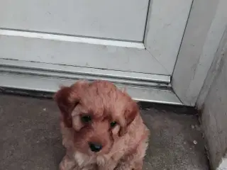 Cavapoo 