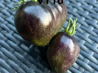 Sunde frø af 40 spændende tomat sorter