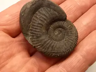 Ammonit fossil 