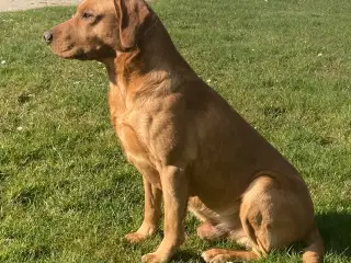 Labrador 