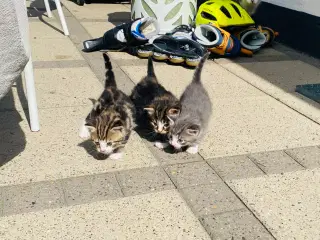 Kattekillinger 