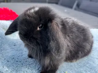 Mini lop