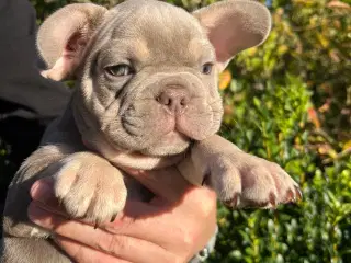 Fransk bulldog hvalpe m stamtavle fra Avlsgodkende