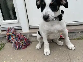 Dansksvensk gordhund hvalp 