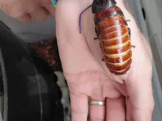 Hvæssende kakerlakker