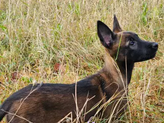 Belgisk Malinois hvalpe til salg 