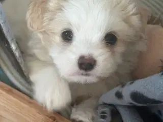 Shih ztu / Malteser Han hvalp 