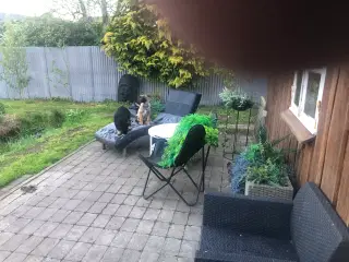 Cane Corso / Shæfer