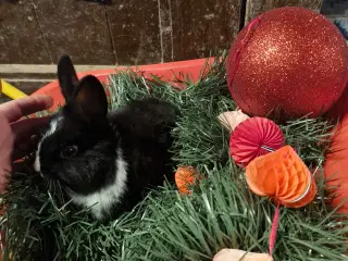 Hermelin bl. Med mulighed for tilbage levering.