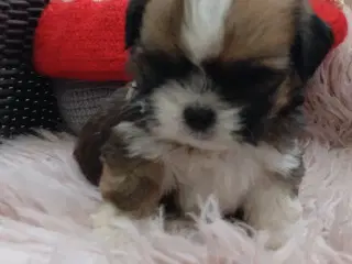 Lhasa apso hvalpe med stambog 