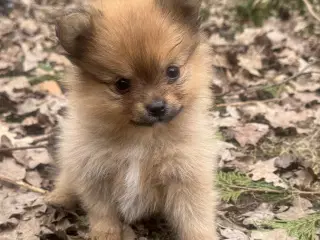 Pomeranian hvalpe