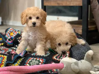 Mini Golden Doodle rejse klar nu