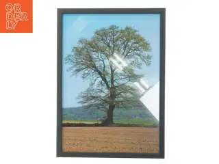 Indrammet billede af et træ (str. 29,8x42 cm)