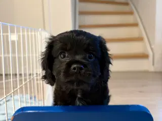 Rejseklar cavapoo hvalp