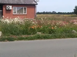 GRATIS FRØ høst selv dem du kan bruge INGEN blomst
