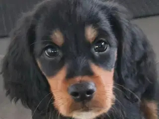 Gordon Setter 