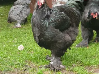 Renracet Brahma haner