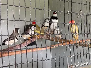 Tropefugle