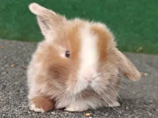 Minilop