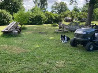 border collie helst en voksen ca 2 år søges?