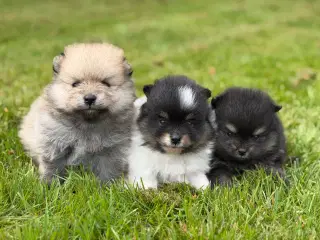 Skønne Pomeranian hvalpe