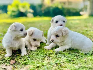 Coton de tulear Hvalpe 