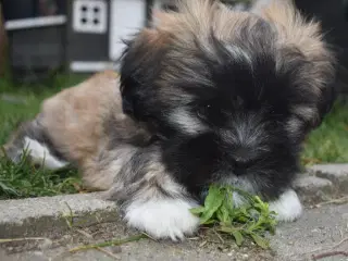 Lhasa apso pige med stamtavle 