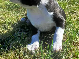 Staffordshire bull terrier hvalp brindle 
