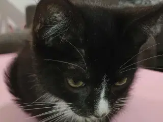 Kattekillinger klar til nyt hjem