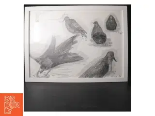 Indrammet tegning af fugle fra IKEA (str. 43x33,5 cm)