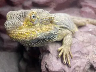 Skægagame