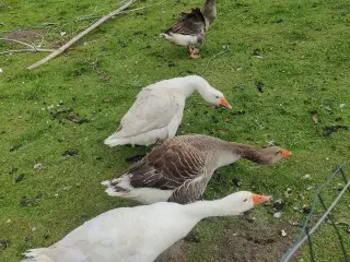 4 stk gæs. Grå og hvide gæs