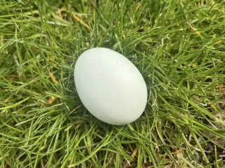 Rugeæg engelsk araucana 
