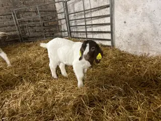 Boerbukke kid